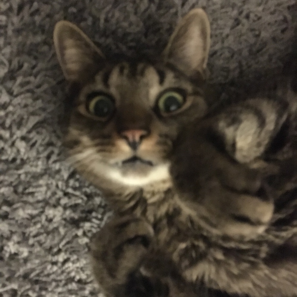 Meet your Posher, Lee